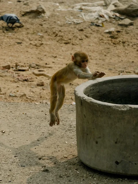 Ein Affe neben einem gemauerten Wasserbecken